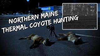 Northern Maine Coyote Hunt | Thermal Hunting iRay RH50R RICO MK2