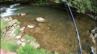 TROUT FISHING Small Pennsylvania Creeks For Big Trout #troutfishing #trout #fishing