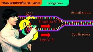 Transcripción del ADN Paso a Paso