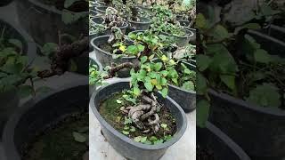 When To Cut The Leaves Of The Bonsai | Bonsai Making From Branch Cutting #bonsai #shorts