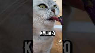 Я кошак