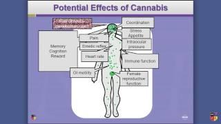 What Does Cannabis Do? The Endocannabinoid System