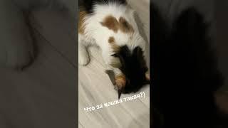 Хищная кошка