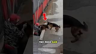 This Dog Saved Her Best Friend ️