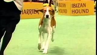 American Foxhound - AKC Dog Breed Series