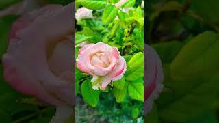 Роза Дуэт(Duett) #shortvideo #мойсад #rose #роза #shortsfeed #домашнее #garden #огород