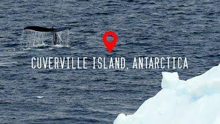 Cuverville Island, Antarctica 4K