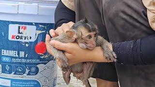 Adorable baby monkey Nahu enjoys being bathed by his mother