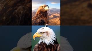 Bald Eagle vs Golden Eagle