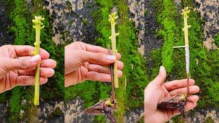 Stone Grafting Mango tree | mango grafting technique | how to graft mango