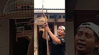 Cara memasang Kandang jebak dan galah merbuk