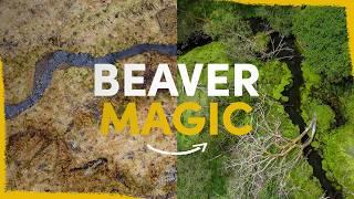 How beavers can fully revitalise a farm