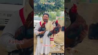 High quality king father vs son today win  mainwali aseel murgay  #aseel #aseelmurga #viralvideo