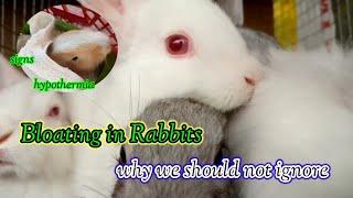 Rabbit Bloating - A Serious Concern || All About Rabbits