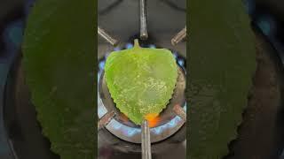 Put 1 leaf of oregano on the stove!