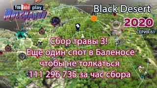 Сбор Травы 3. Black Desert Фарм серебра 2020. Лучница. Баленос.