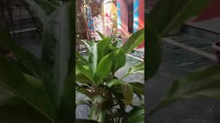 Lucknow ka prachin Mandir Dwarkadhish Sondhi tola chowk Lucknow Jay shree Krishna