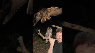 The Eurasian Eagle Owl is the most powerful owl