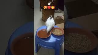 #yt #pigeon #birds #birdslover #bird #resque #trending #aanfransiska #ytshorts #ytviral #reels #cute