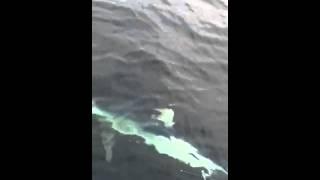 Blue shark 40 miles offshore green harbor Mass cut line fis