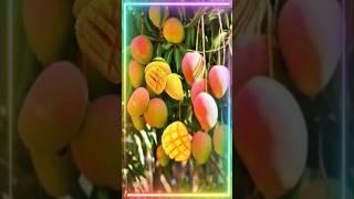 Amazing Giant Mango Farm agriculture