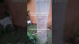 Don't put small plant beside the fox-tail palm tree