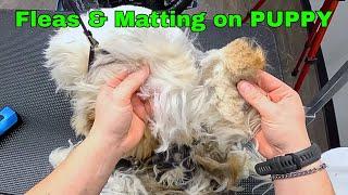 5 Month Old Puppy Covered in Matting & Fleas FREE GROOM