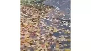 Усмон 2017