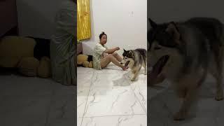 Aww!! TONY get angry when KOUCH don't like to play #shorts #funny #careful