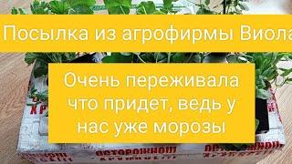 ПОСЫЛКА ИЗ АГРОФИРМЫ ВИОЛА. ОЧЕНЬ ПЕРЕЖИВАЛА ЧТО ПРИДЁТ, ВЕДЬ У НАС УЖЕ МОРОЗ.