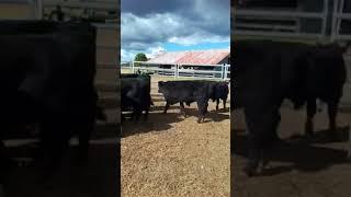 AuctionsPlus Cush steers