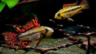 Breed RARE Apistogramma Cichlids Using This Method!