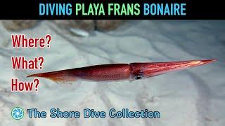 Bonaire - Playa Frans | The Shore Dive Collection | TropicLens