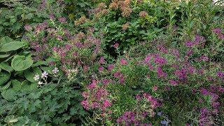 COLORFUL BORDER PLANTING