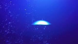 Epave Tabaiba - chasse sous marine Tenerife