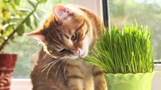 Why Do Cats Eat Grass?