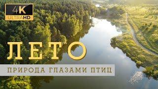 Полет над лесом и рекой. Съемки с дрона DJI MINI 2. Drone video