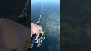 So MANY fish! #fishing #fishingaustralia