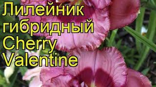 Лилейник гибридный Черри Валентайн. Краткий обзор, описание hemerocallis hybrida Cherry Valentine