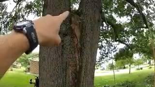 NRV Tree Care- Cabling/Bracing by Extreme Tree Company