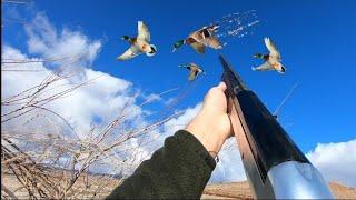 ÖRDEK AVLARI TÜM VURUŞLAR( MÜKEMMEL GÖRÜNTÜLER 2021-2022 SEZONU) DUCK HUNTING УТИНАЯ ОХОТАصيد البط