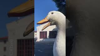 Quack, quack, sneeze 