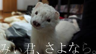 【ご報告】みぃ君が亡くなりました。フェレットが息を引き取るまでの記録。│The last breath of my Ferret.