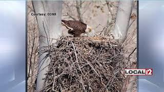 Ohio Department of Natural Resources asking for help counting bald eagle nesting sites