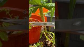 Try this in 2025 #gardeningtips #greenfingers #greenthumb #howtogarden #howtogardening #trythis #fyp