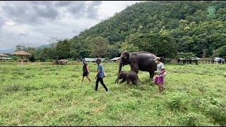 Unchain Elephant "Bunma" And Her Baby "Chaba" Journey To Freedom - ElephantNews