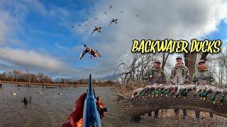 COVERED UP in Backwater DUCKS!! (Limited Out) | Duck Hunting Video
