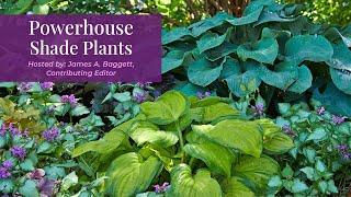 Powerhouse Shade Plants for the Garden | Our Comprehensive Guide to Shade Plants  #shadegarden