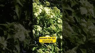 Introducing Lemon Myrtle (Backhousia citriodora)