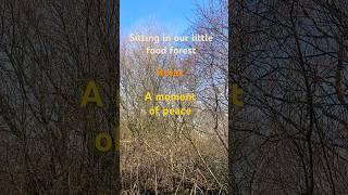 Relax a moment - Three minutes of peace in our Far North food forest #trees #foodforest #bird-sounds
